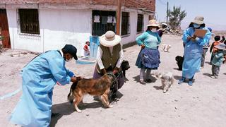 Realizarán vacunación antirrábica de canes en Arequipa