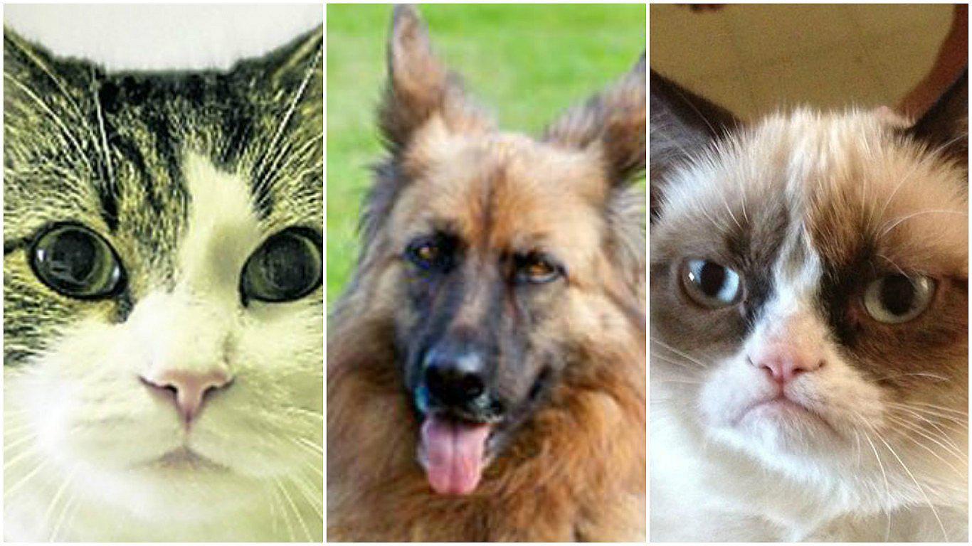 ¿Mascotas millonarias? Conoce a los animales con una vida de lujo