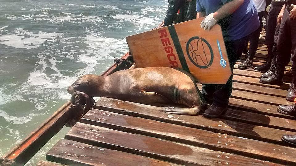 Trujillo: Lobo marino es devuelto al mar (VIDEO)