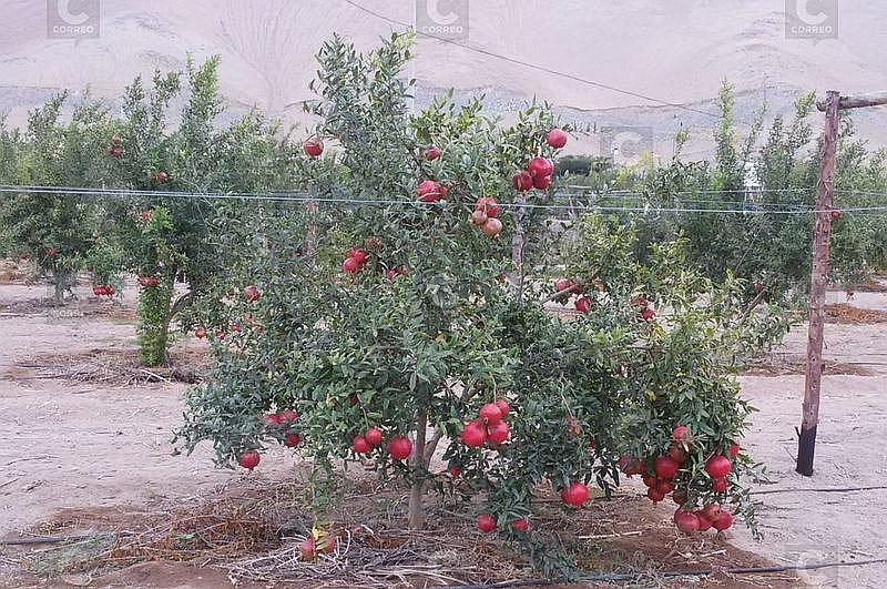 Tacna: Municipio de Ite propone producción de Granada