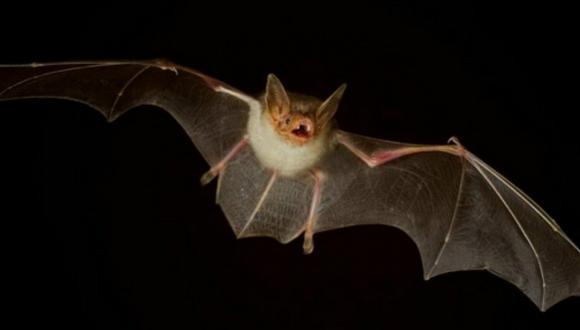 ​Descubren dos nuevas especies de murciélagos con cara de perro (FOTOS)