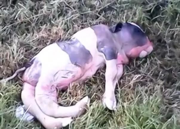YouTube: Población aterrada por nacimiento de becerro con cuerpo de cerdo en Cajamarca