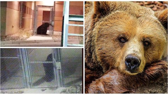 Estados Unidos: un oso se volvió "prisionero" por unas horas
