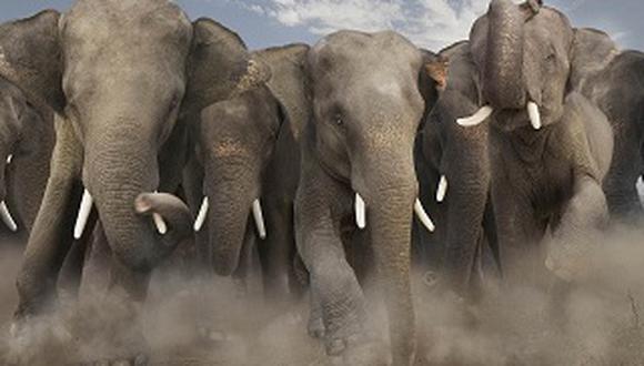 Indonesia:  Ofrecen recompensa para esclarecer la muerte de tres elefantes