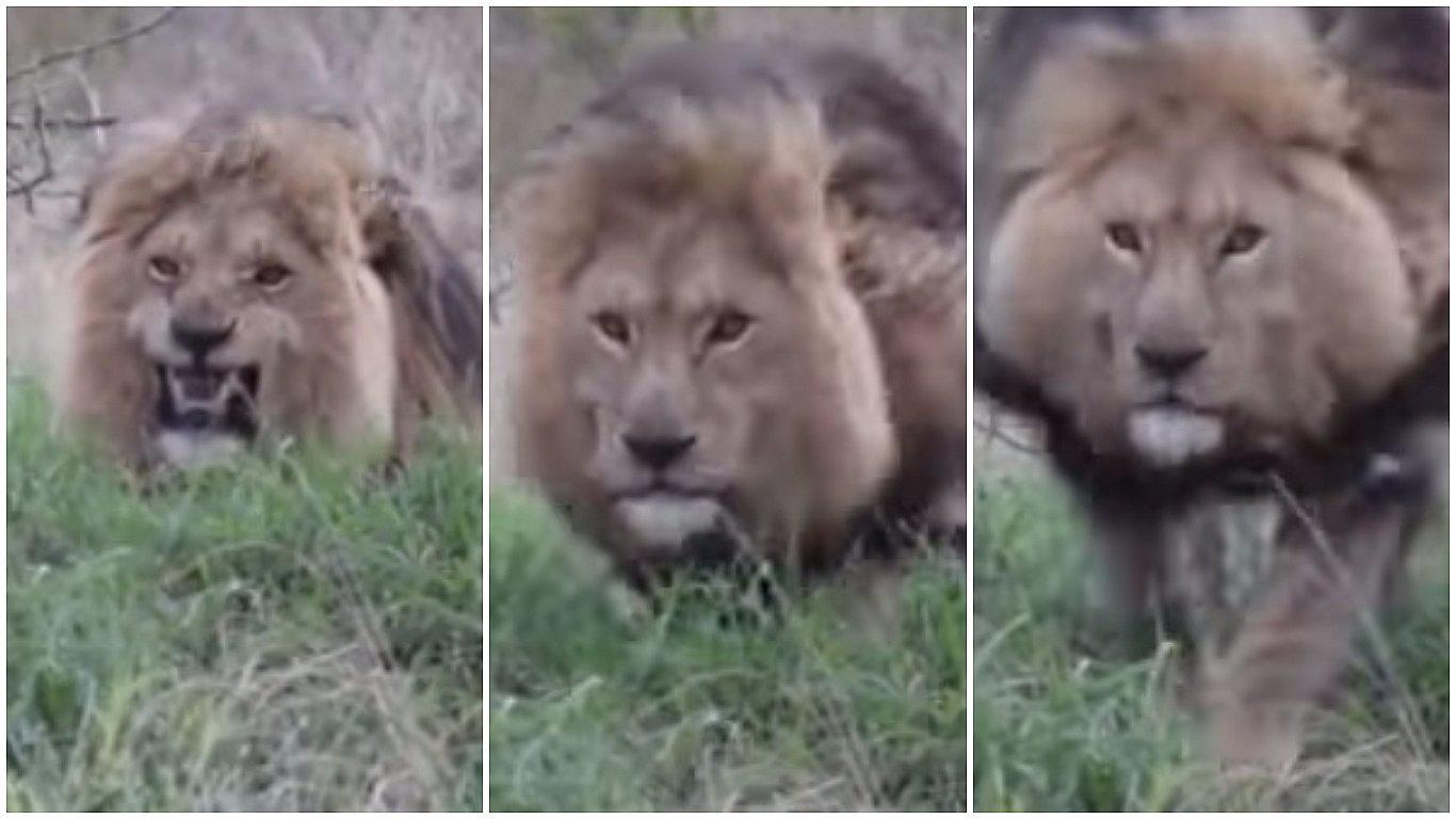 YouTube: quiso grabar a león que comía y se llevó el susto de su vida (VIDEO)