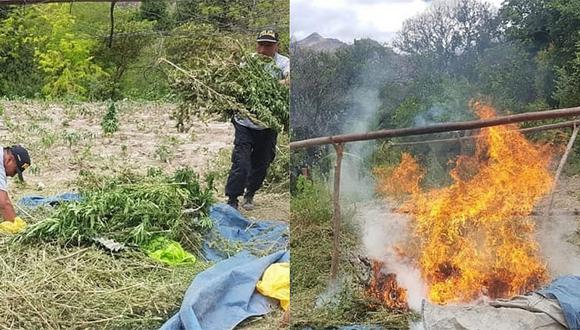 Erradican e incineran dos hectáreas de marihuana en Chugay 