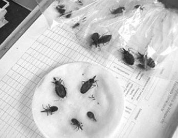 Buscan erradicar la chirimacha en Vista Alegre