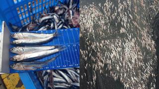 Chimbote: Produce cierra pesca exploratoria de anchoveta ante elevada presencia de juveniles