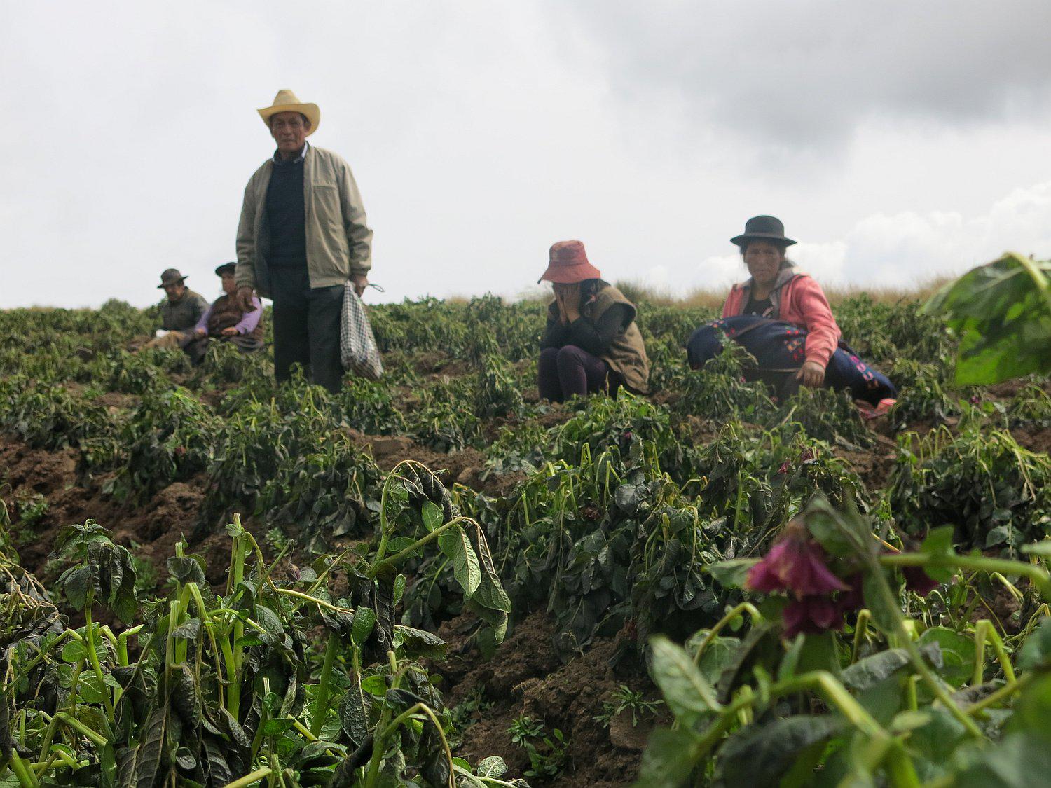 ​Helada mata 14 toneladas de papa que irían a mercado 