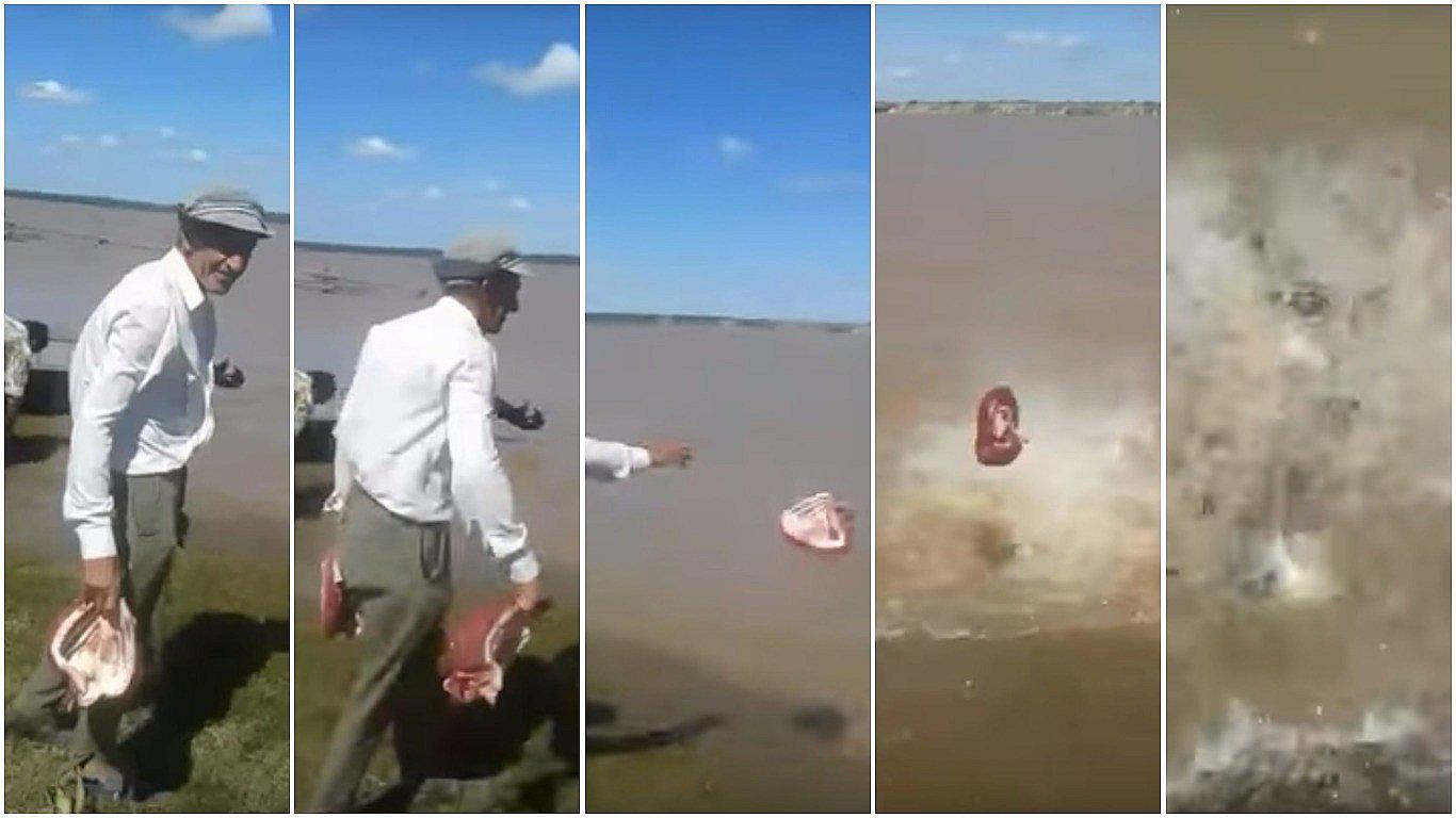 Peces carnívoros devoran presa en apenas segundos (VIDEO)