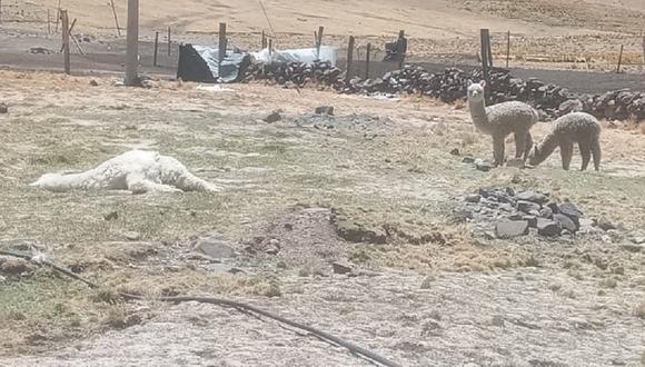Alpacas muertas en Huancavelica.