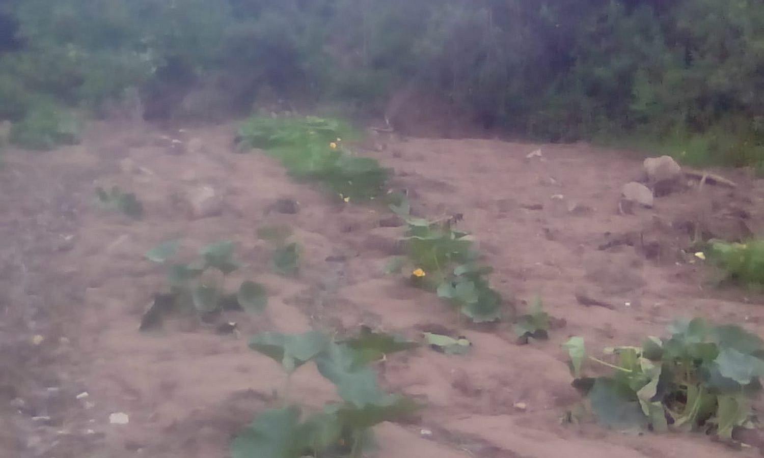 ​Sembríos de maíz y zapallo afectados por las lluvias