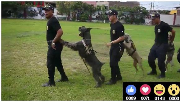 Policía canina baila el "pasito perrón" y envía este particular reto [VIDEO]
