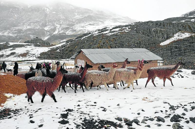 Cerca de 15 mil alpacas mueren por el friaje