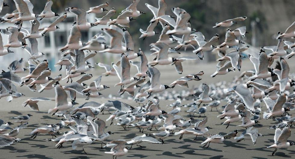 Lima en cuarentena. (Foto: GEC / Miguel Yovera)