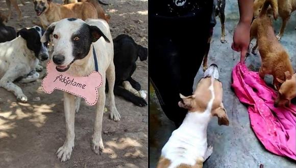 Ladrones ingresan a refugio de animales y matan a perro de apenas seis meses