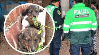 Denunciarán ante la Fiscalía a hombre acusado de enterrar vivos a cachorros en Cusco (VIDEO)