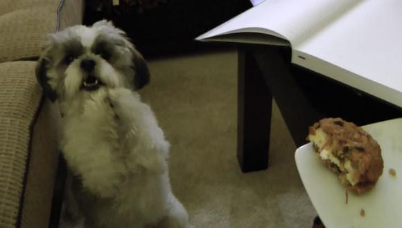 Youtube: Perrito que pide "por favor una galleta" se vuelve viral 
