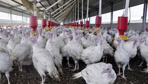 Chile: Alarma por brote de gripe aviar