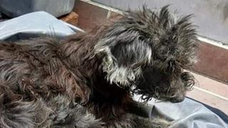 Maltrato animal: perrita fue abandonada con los ojos pegados  