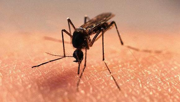 Piura: EsSalud revela que cada mosquito puede trasmitir dengue a 15 personas