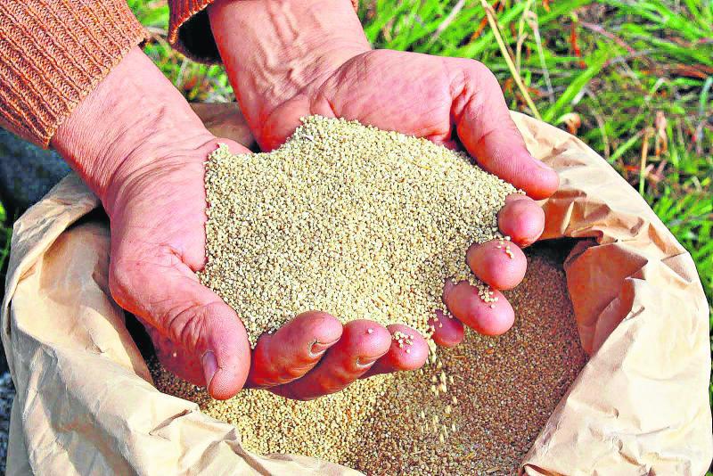 La quinua: El alimento que  salvará al mundo