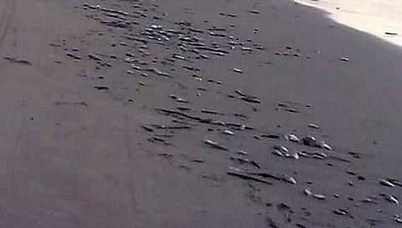 Tumbes: Cientos de peces varan en la playa de Zorritos