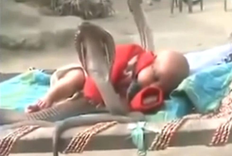 Video de cuatro cobras cuidando a una bebé remece las redes sociales