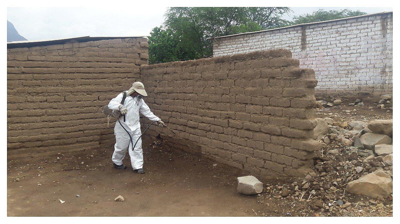 Fumigan 230 viviendas ante plaga de roedores en Virú (VIDEO) 