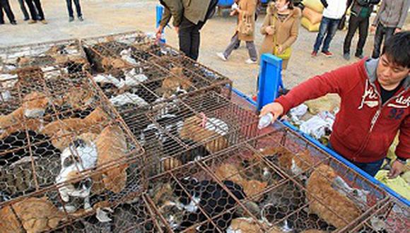 Rescatan a 500 gatos que iban a ser vendidos para comida