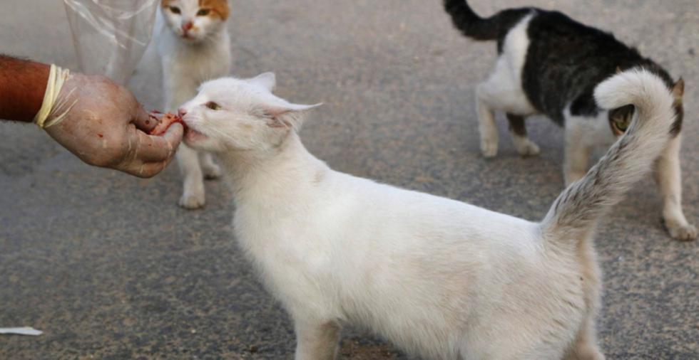 Motorista cuida y alimenta gatos abandonados por bombardeos en Siria (FOTOS)