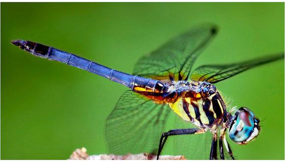 Brasil: Descubren nueva especie de libélula con cuerpo azul