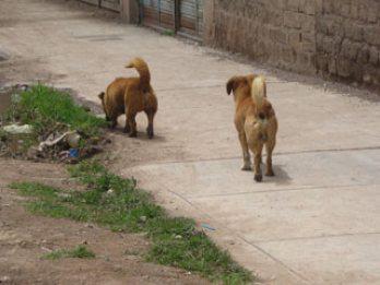 Más de 10 mil perros callejeros en Juliaca