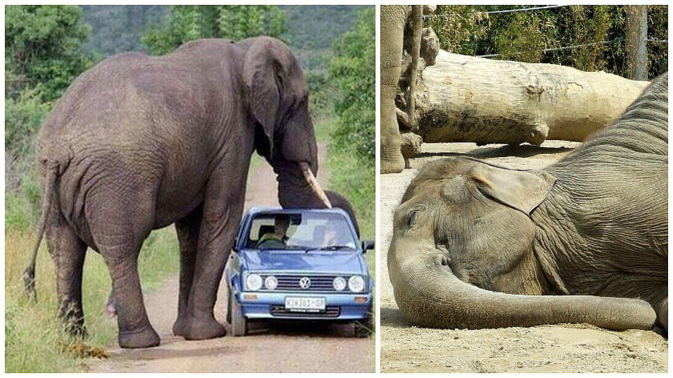 ​El elefante salvaje de África podría ser el mamífero que menos duerme (FOTOS)