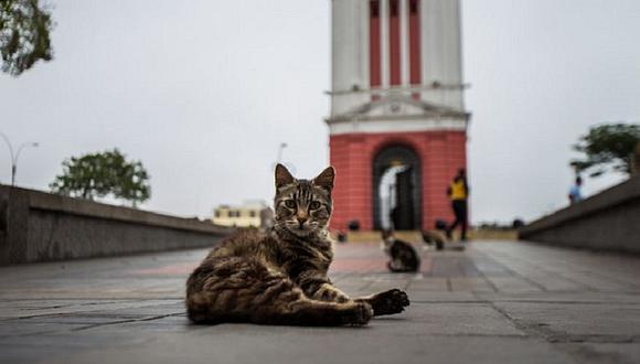 ​Lanzan campaña de adopción de gatos en Parque Universitario