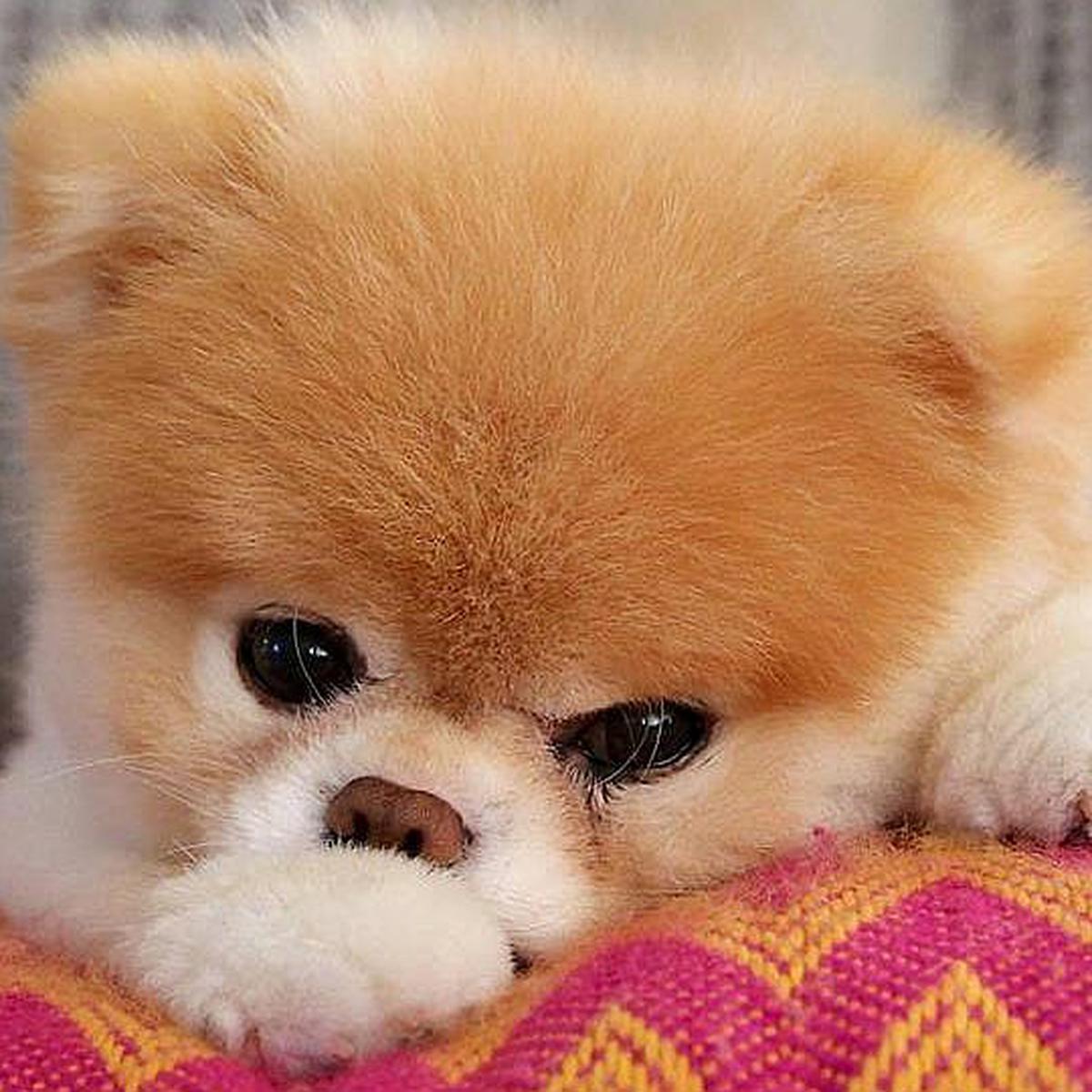 perjudicar Burlas réplica Muere a los 12 años Boo, "el perro más lindo del mundo" (FOTOS) |  MISCELANEA | CORREO