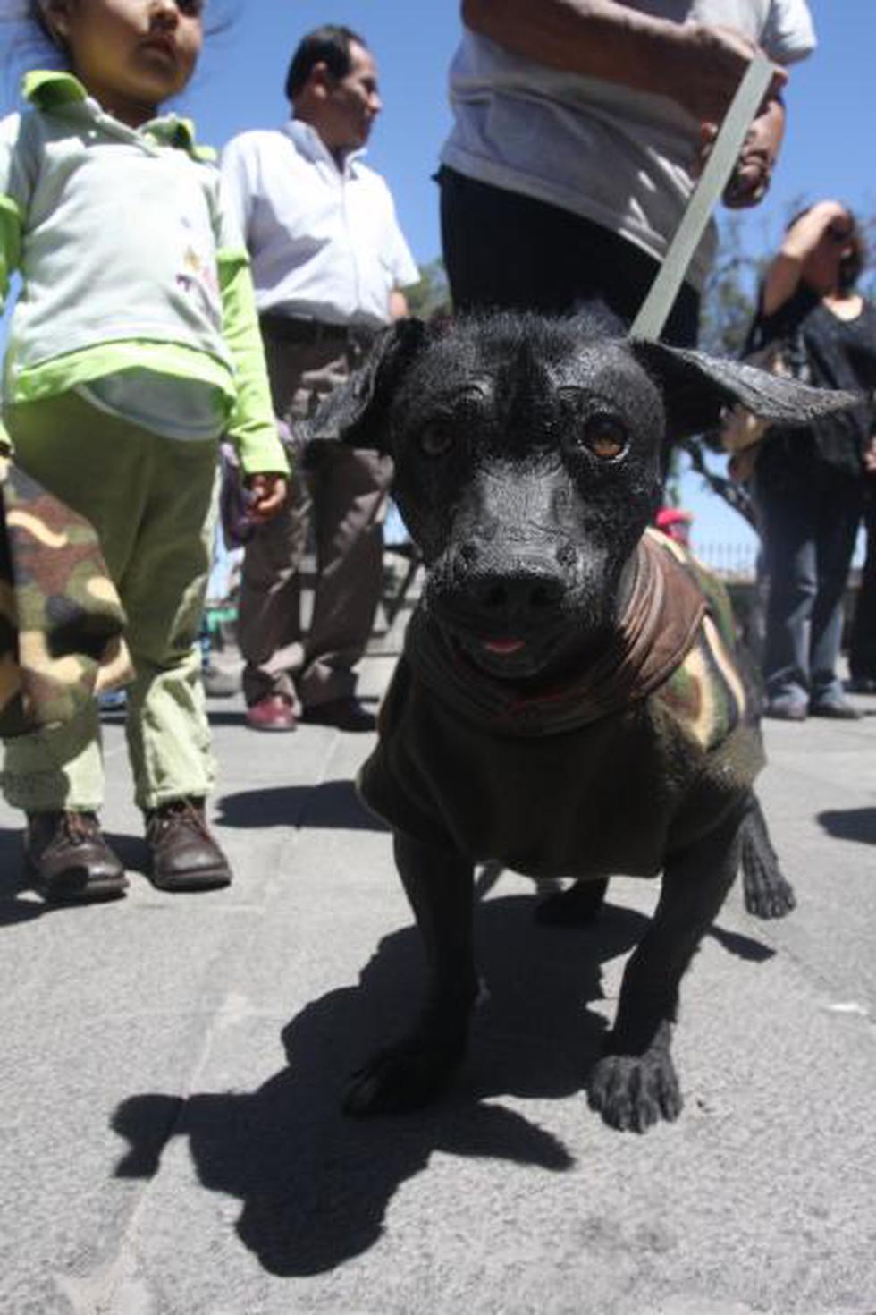 Dia de bendicion de mascotas