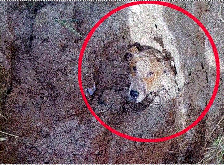 ​Perro discapacitado fue enterrado vivo por ser considerado "una molestia"