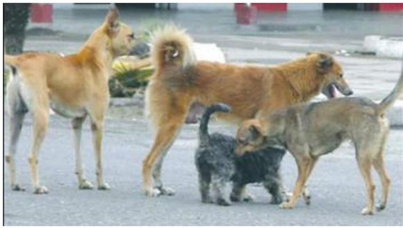 Huancavelica: Municipalidad implementaría la eutanasia para perros sin dueño