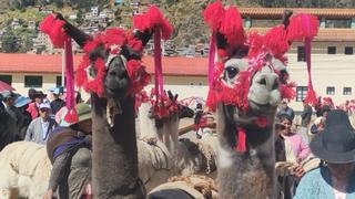 Llamas cargueras participan de vistoso pasacalle en Huancavelica (FOTOS - VIDEO)