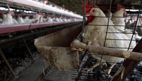MEX16. TEPATITLÁN (MÉXICO), 30/06/2012 .- Cientos de aves se alimentan hoy, sábado 30 de junio de 2012, en una granja avícola en el municipio de Tepatitlán, en el estado mexicano de Jalisco. La gripe aviar ha provocado la muerte de unas 870.000 aves en una decena de granjas avícolas de Jalisco (oeste de México), según un comunicado del Servicio Nacional de Sanidad, Inocuidad y Calidad Agroalimentaria, que también declaró que puso en marcha el Dispositivo Nacional de Emergencia de Sanidad Animal, en el que han revisado 111 grandes granjas avícolas, de las cuales 10 resultaron con la presencia del virus. EFE/Ulises Ruiz Basurto MÉXICO GRIPE AVIAR