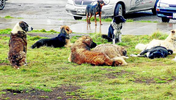 5 mil perros sin dueño pululan en las calles de Huancayo