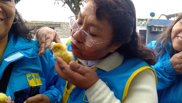 La enfermera técnica explica que los pollitos estimulan la ternura en las personas y luego pueden aprovecharlos económicamente ya que son gallinas ponedoras. (Foto: Adrian Apaza)