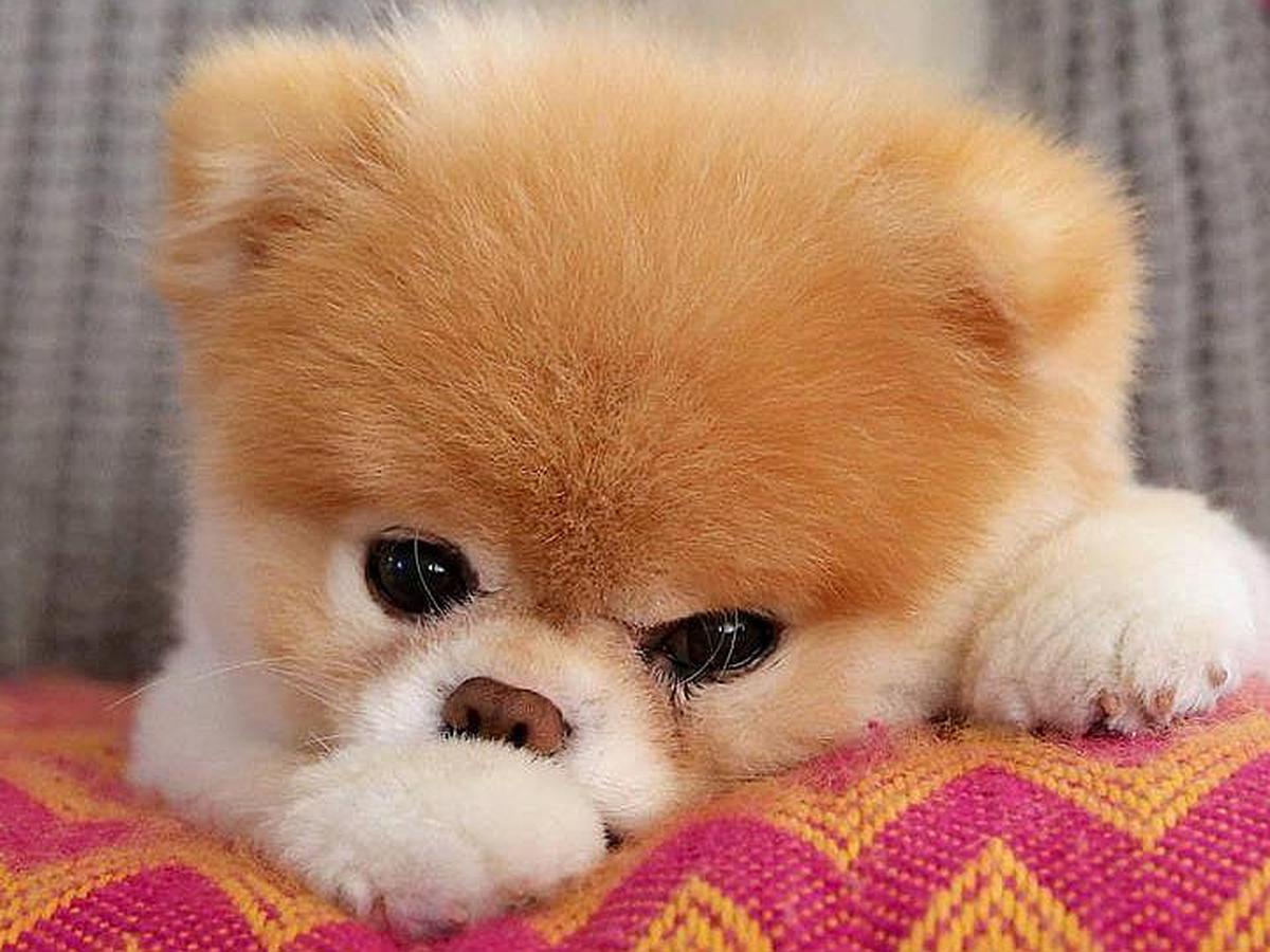 cuanto dinero cuesta un boo dog