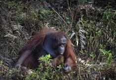 ¿Puedo ayudarte?: La foto de un orangután que tiende la mano para ayudar a un hombre