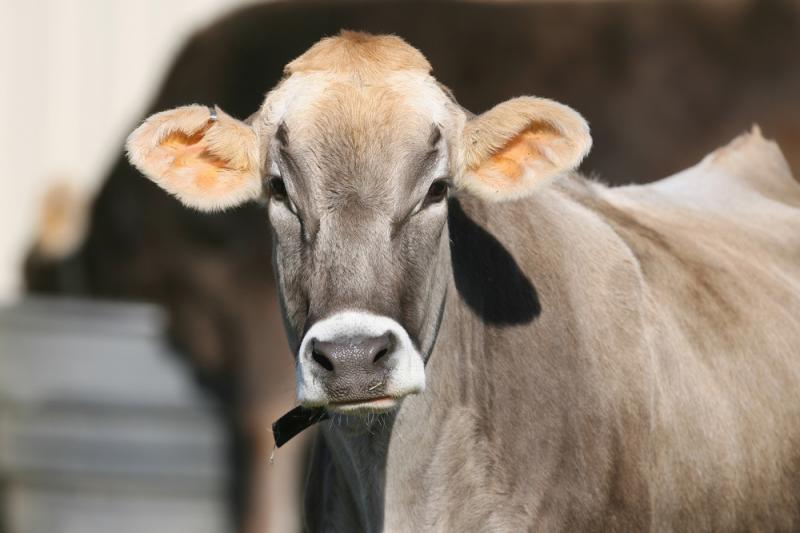 Mejoran vacunos con trasferencia de embriones