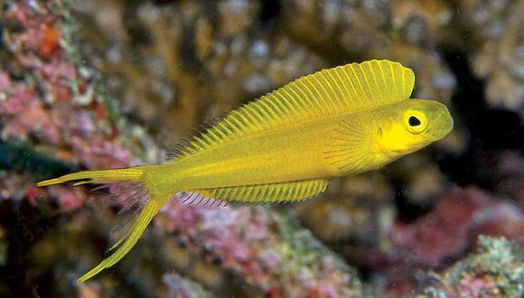 Veneno de pequeño pez del Pacífico sería fuente de un nuevo analgésico (FOTOS)