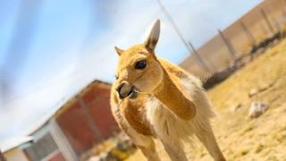 Más de dos mil vicuñas murieron a causa de la sarna en la reserva de Pampa Galeras