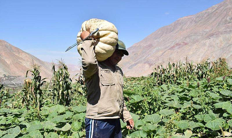 Producción de zapallo de carga es de más de 600 toneladas al año