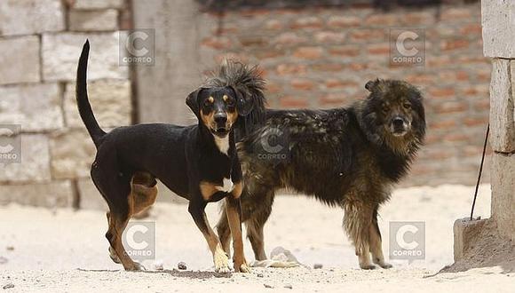 ​Detectan dos casos de rabia canina en Arequipa